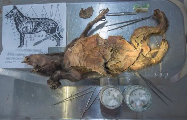 14.000 Yıllık Kurtun Midesinden Yünlü Gergedan Eti Çıktı