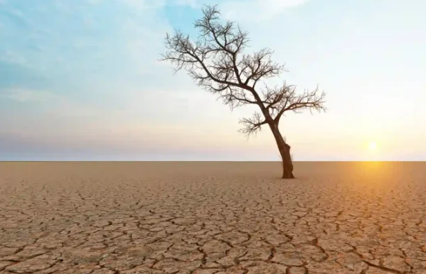 Su Kıtlığı ve İklim Değişikliği Buğday Verimini Kırabilir: Yüzde 40'a Varan Düşüş Riski